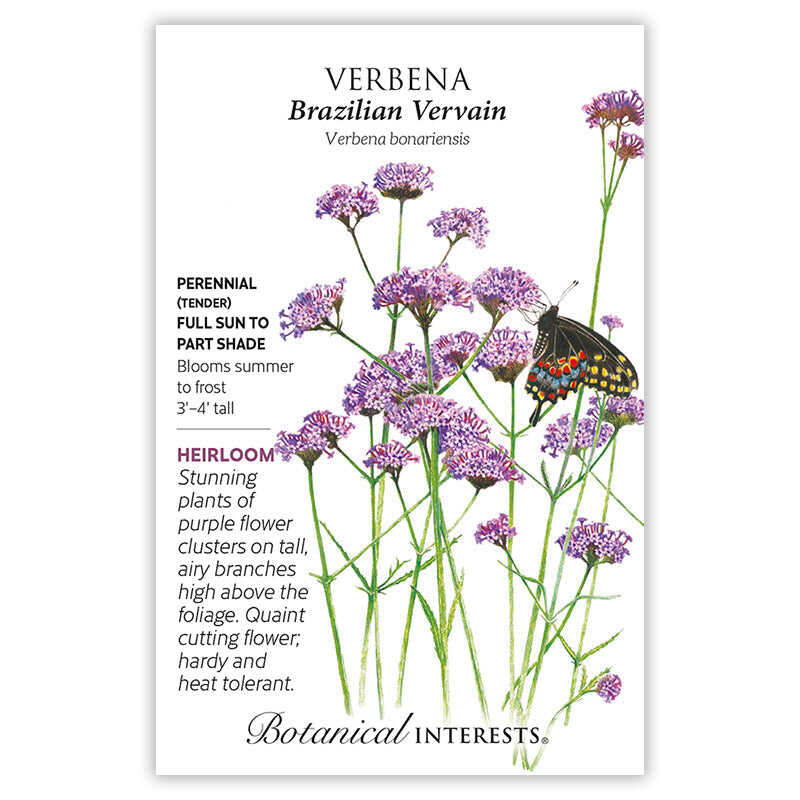 Seed packet for Verbena Brazilian Vervain with botanical illustration and information.