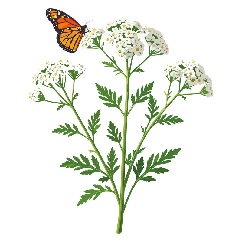 Butterfly on Western Yarrow with white flowers and green leaves