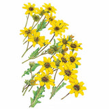 Botanical illustration of chocolate flower showing multiple yellow daisy-like blooms with dark centres, jagged green leaves, and unopened seed heads on slender stems against a white background.