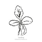 Line drawing of a young seedling with two rounded lower leaves and an upright, deeply lobed upper leaf, labelled 