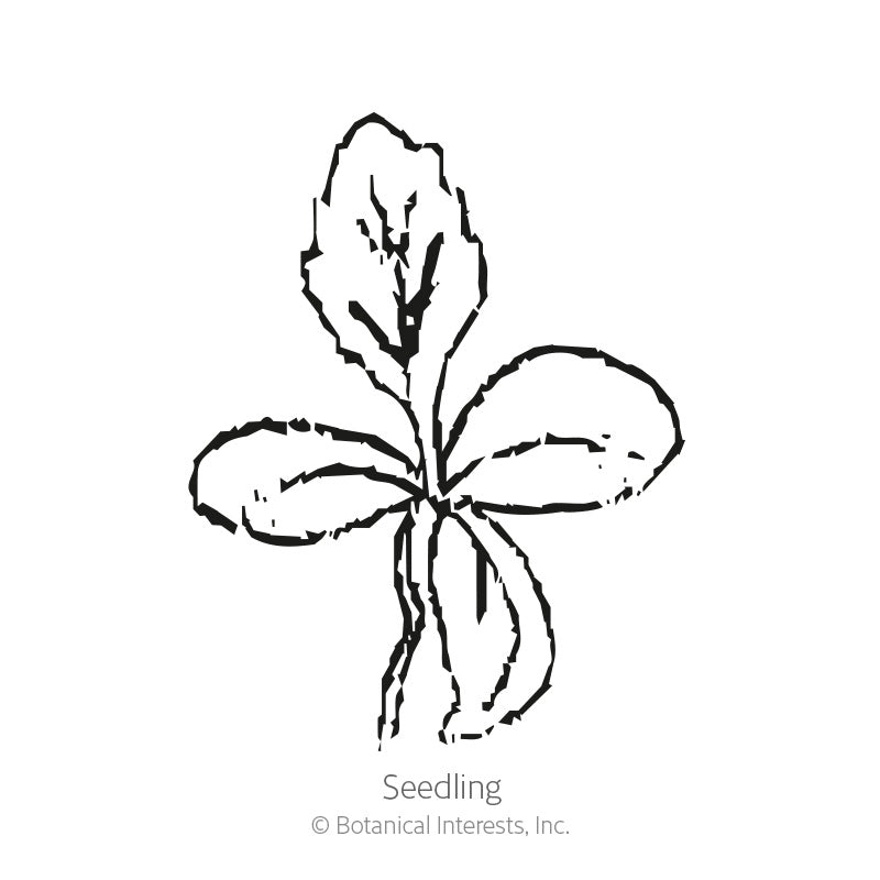 Line drawing of a young seedling with two rounded lower leaves and an upright, deeply lobed upper leaf, labelled 