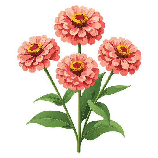 Illustration of four pink flowers of Salmon Queen Zinnia with green stems and leaves on a white background