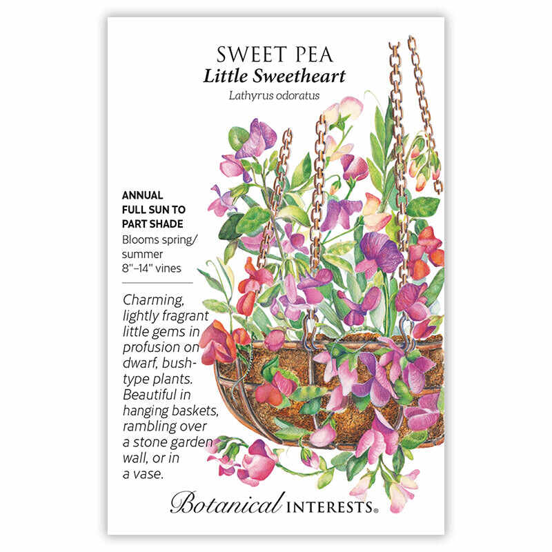 Seed packet for Little Sweetheart sweet pea illustrating a chain-hung basket overflowing with pink, purple, and coral blooms and green foliage, with printed text noting it's an annual for full sun to part shade, blooming spring/summer on 8