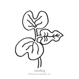 Simple black-and-white line drawing of a young seedling with two heart-shaped cotyledon leaves and one true leaf on a slender stem, labeled 