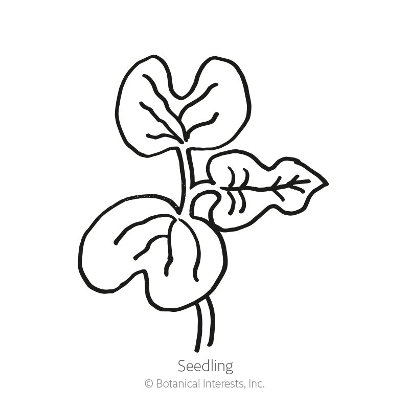 Simple black-and-white line drawing of a young seedling with two heart-shaped cotyledon leaves and one true leaf on a slender stem, labeled 