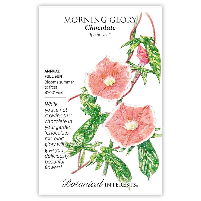 Botanical Interests seed packet for Chocolate Morning Glory, illustrated with trumpet-shaped pink blooms and variegated green leaves on a twining vine, with text noting it's an annual for full sun, blooming summer to frost as an 8-10 foot vine.