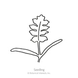 Simple black-and-white line drawing of a young seedling with two smooth oval cotyledon leaves and one deeply lobed true leaf, labeled 
