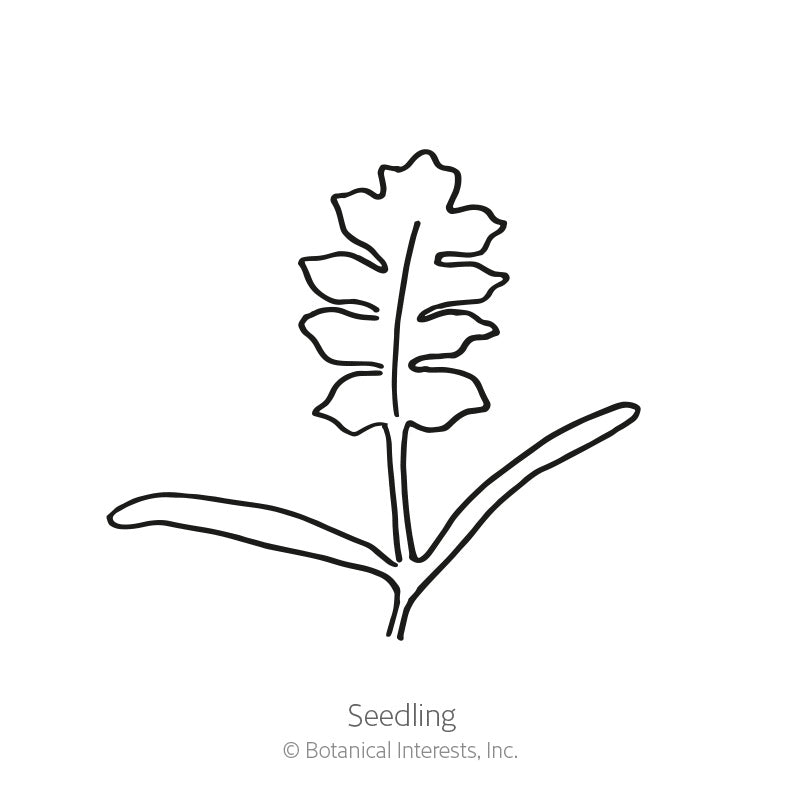 Black and white line art illustration of a young seedling labeled 