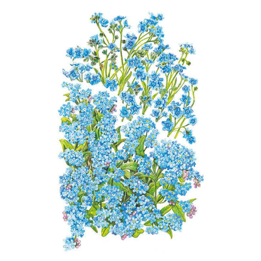 Botanical illustration of forget-me-not flowering stems clustered together, showing small five-petaled sky-blue blooms with yellow centers, pink budding flowers, and green pointed leaves against a white background.