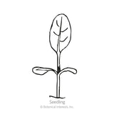 Line drawing of a young seedling with two narrow oval seed leaves at the base and a single larger, elongated true leaf rising above on a slender stem, labeled 