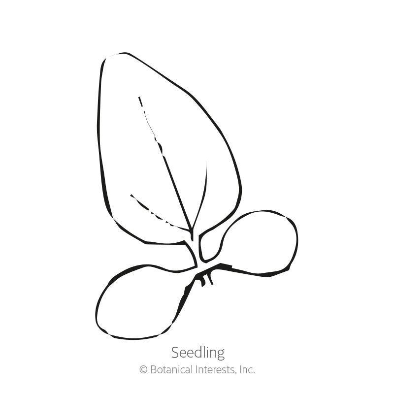 Line drawing of a young seedling with two rounded cotyledon leaves and one pointed true leaf emerging from the center, labeled 