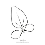 Line drawing of a young seedling with two rounded cotyledon leaves and one pointed true leaf emerging, labeled 