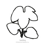 Line drawing of a delphinium seedling showing two rounded lower cotyledon leaves and one deeply lobed upper true leaf, labelled 