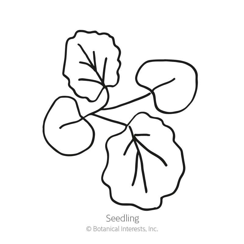 Line drawing of a hollyhock seedling showing two rounded cotyledon leaves and two scalloped, veined true leaves on thin stems, labeled 