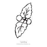 Black line drawing of a Anise Hyssop seedling with leaves on a white background, featuring the brand 'Botanical Interests, Inc'.