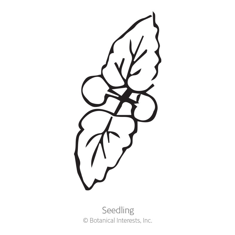 Black line drawing of a Anise Hyssop seedling with leaves on a white background, featuring the brand 'Botanical Interests, Inc'.