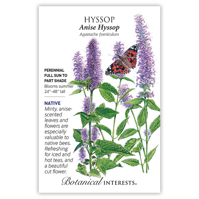Front of an organic Botanical Interests seed packet for Anise Hyssop Seeds displaying native plant details and a botanical illustration of green leaves, lavender flower spikes, and a butterfly.