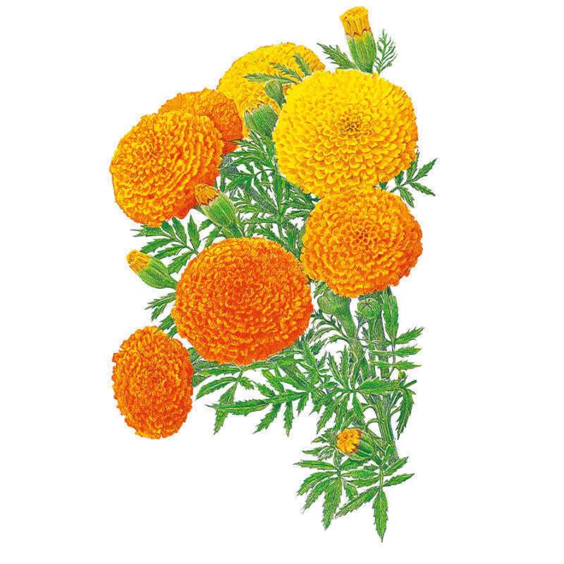 Illustration of vibrant orange and yellow pompom blooms with feathery foliage for Crackerjack African Marigold Seeds on a plain white background.