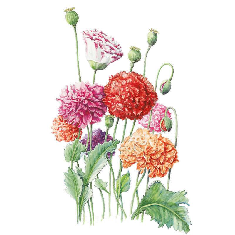 Botanical illustration of Peony Double Blend poppies showing frilly, ruffled double blooms in red, pink, orange and white-and-magenta shades on tall green stems with rounded seed pods and toothed leaves.