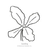 Line drawing of a young poppy seedling with four narrow, deeply serrated leaves radiating from a central stem, labeled 