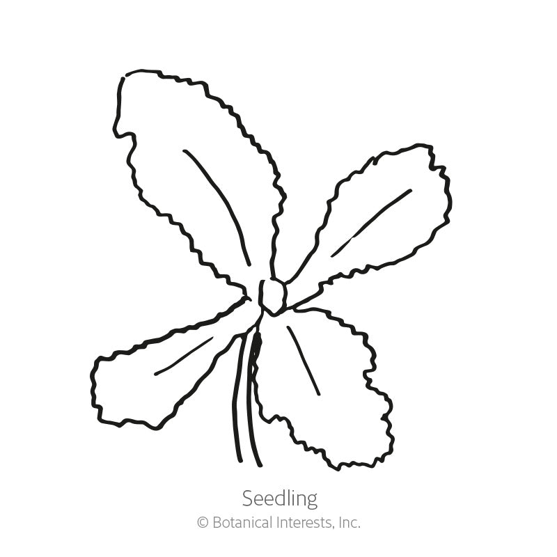 Line drawing of a young poppy seedling with four narrow, deeply serrated leaves radiating from a central stem, labeled 