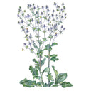 Botanical illustration of steel blue sea holly showing branching stems topped with spiky silvery-blue thistle-like flower heads, broad lobed basal leaves, and bees visiting the blooms, on a white background.