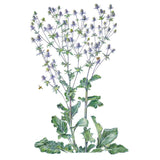 Botanical illustration of steel blue sea holly showing branching stems topped with spiky silvery-blue thistle-like flower heads, broad lobed basal leaves, and bees visiting the blooms, on a white background.