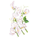 Botanical illustration of High Scent sweet pea showing several ruffled white blooms tinged with pale lilac along curling green stems with tendrils and leaves, set against a plain white background.