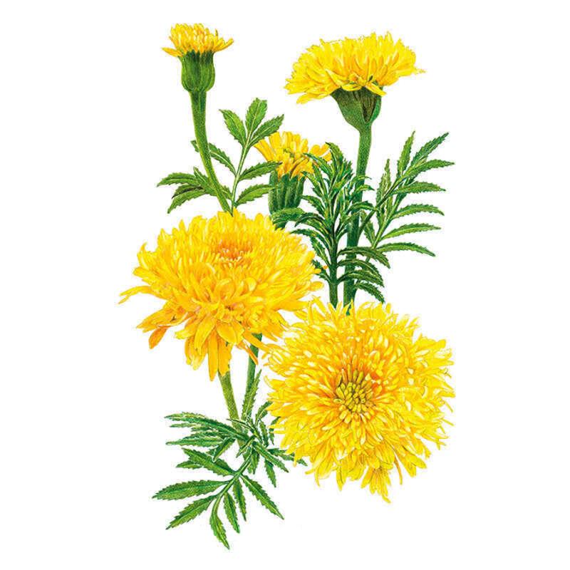 Botanical illustration of Phyllis African Marigold showing several fully double, densely petalled yellow blooms in various stages of opening alongside feathery green foliage, set against a plain white background.