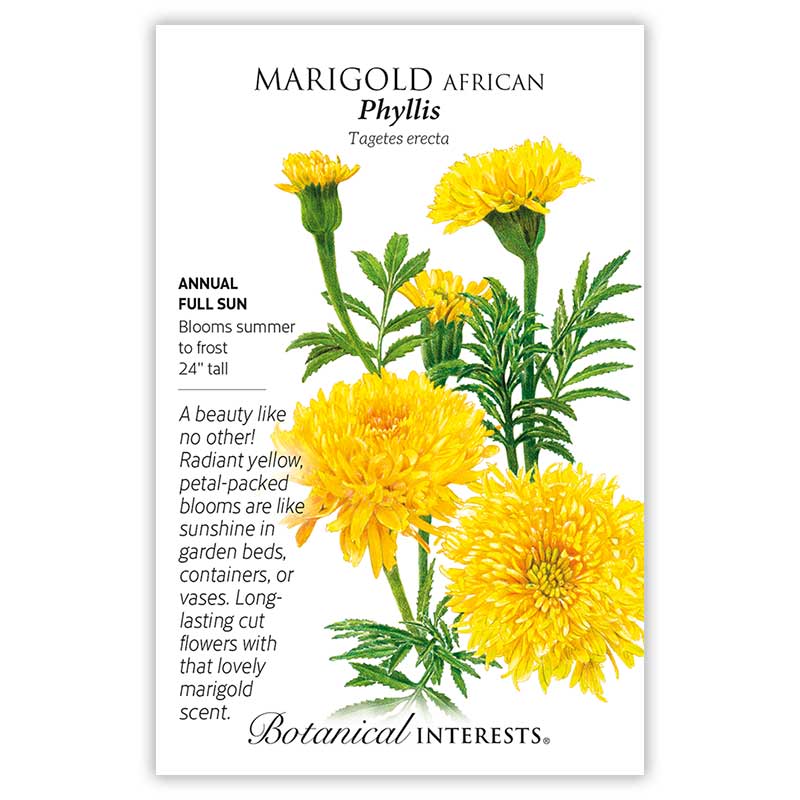 Seed packet for Phyllis African Marigold showing a detailed illustration of large, fully double, ruffled yellow blooms on tall green stems, with printed text noting it's a full-sun annual growing 24 inches tall and blooming summer to frost.