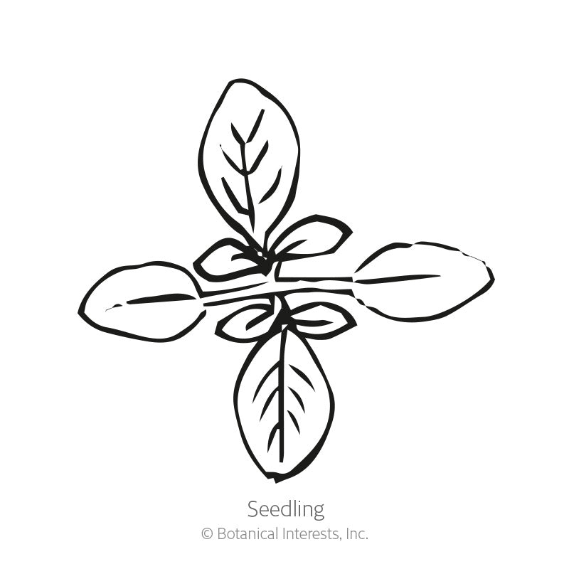 Line drawing of a young cleome seedling viewed from above, showing four oval seed leaves arranged in a cross pattern with fine veining, labeled "Seedling."