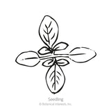 Line drawing of a young cleome seedling viewed from above, showing four oval seed leaves arranged in a cross pattern with fine veining, labeled 