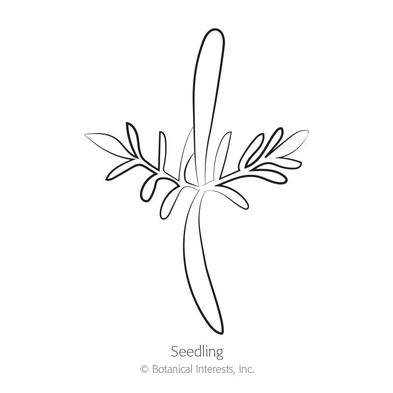 Simple black-and-white line illustration of a young seedling with a slender central stem, feathery divided leaves branching outward, and a long taproot below, labeled 