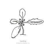 Line drawing of a young marigold seedling viewed from above, showing smooth oval seed leaves and a pair of jagged, toothed true leaves radiating from the central stem, labeled 
