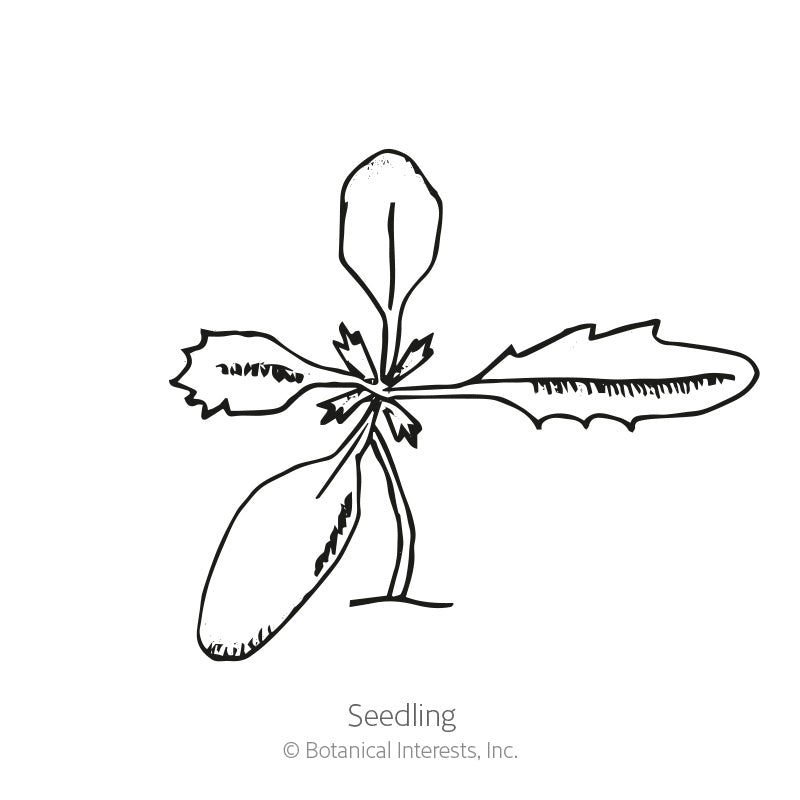 Line drawing of a young marigold seedling viewed from above, showing smooth oval seed leaves and a pair of jagged, toothed true leaves radiating from the central stem, labeled 