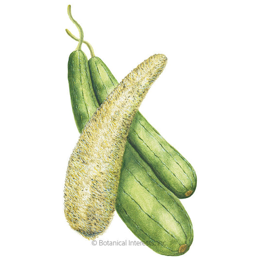 Botanical illustration of luffa gourds, showing four ridged green fruits with curling tendrils alongside one dried, fibrous tan gourd revealing its spongy interior texture, set against a white background.