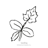 Black and white line drawing of a luffa gourd seedling, showing rounded cotyledon leaves and one jagged, lobed true leaf on a slender stem, labeled 