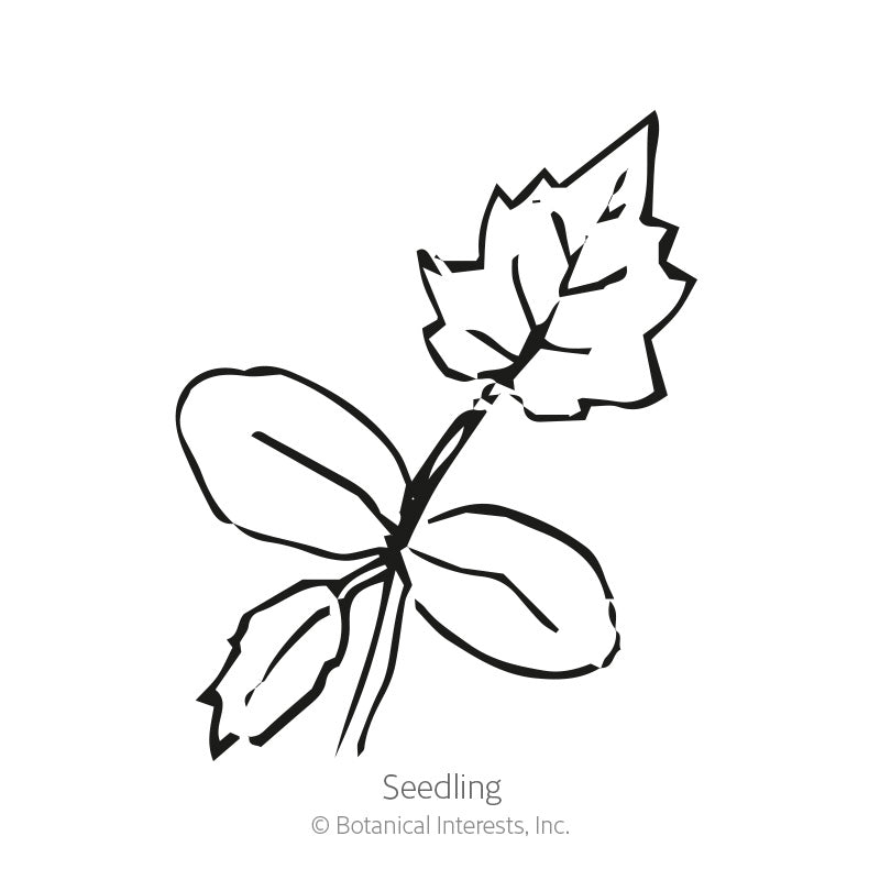 Black and white line drawing of a luffa gourd seedling, showing rounded cotyledon leaves and one jagged, lobed true leaf on a slender stem, labeled 