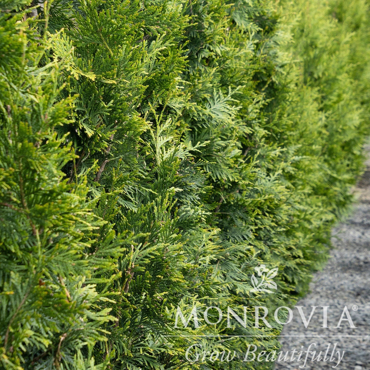 Dense hedge of green Thuja Green Giant arborvitae trees with a Monrovia logo.