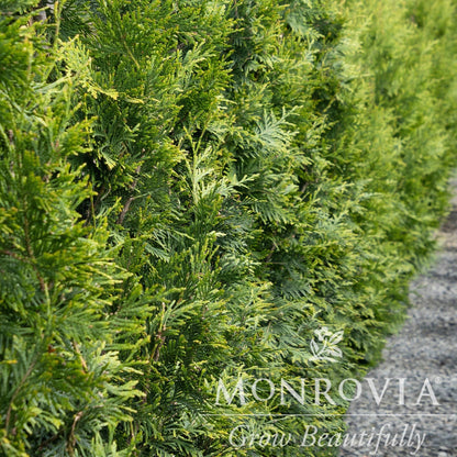 Dense hedge of green Thuja Green Giant arborvitae trees with a Monrovia logo.