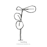 Line drawing of a young flax seedling labeled 
