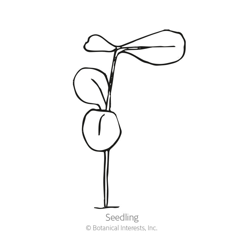 Line drawing of a young flax seedling labeled 