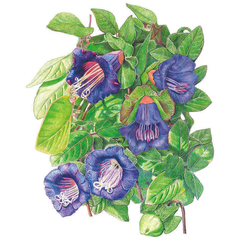 Detailed botanical illustration of Cup and Saucer Vine showing several bell-shaped deep purple-blue flowers with pale curling stamens, tinged orange at the base, surrounded by climbing green foliage and a rounded seed pod.