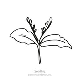 Line drawing of a young cup and saucer vine seedling with two broad, veined seed leaves and slender upright shoots, labelled 