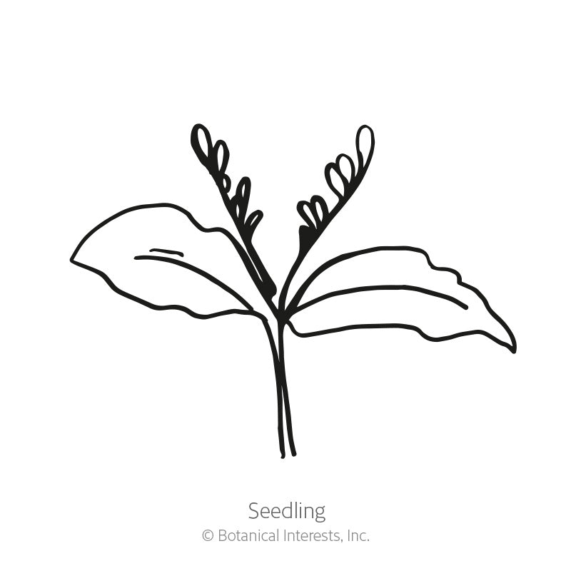 Line drawing of a young cup and saucer vine seedling with two broad, veined seed leaves and slender upright shoots, labelled 