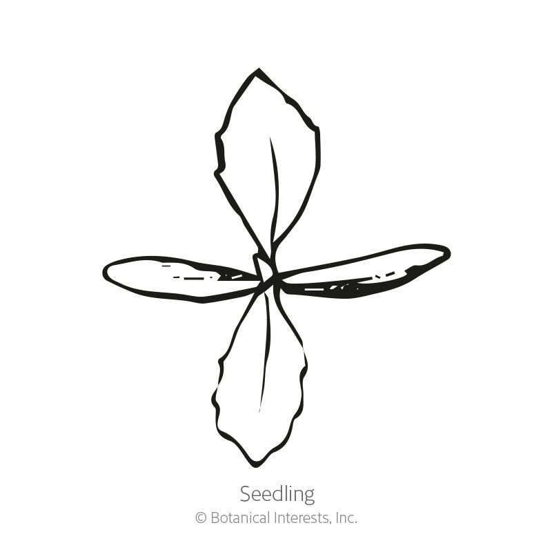 Line drawing labeled 