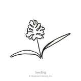 Simple black-and-white line drawing of a young seedling with two long slender leaves and a fringed, feathery flower atop a thin stem, labeled 