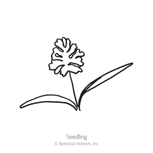 Simple black-and-white line drawing of a young seedling with two long slender leaves and a fringed, feathery flower atop a thin stem, labeled 
