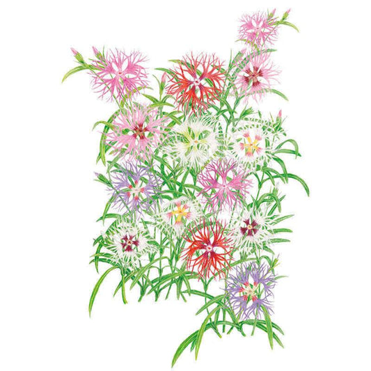 Botanical illustration of Cottage Pinks "Rainbow Loveliness" showing a cluster of fringed, star-shaped flowers in pink, red, white, lavender and bicolour shades among slender grass-like green foliage on a white background.
