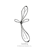 Black and white line drawing of a young seedling with a slender taproot and four narrow oblong leaves, labeled 